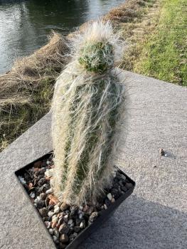 Morawetzia sericata